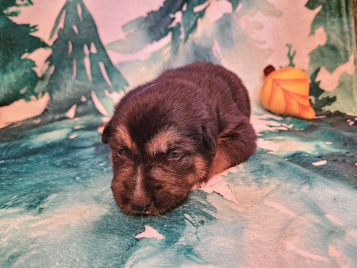 chinook puppy